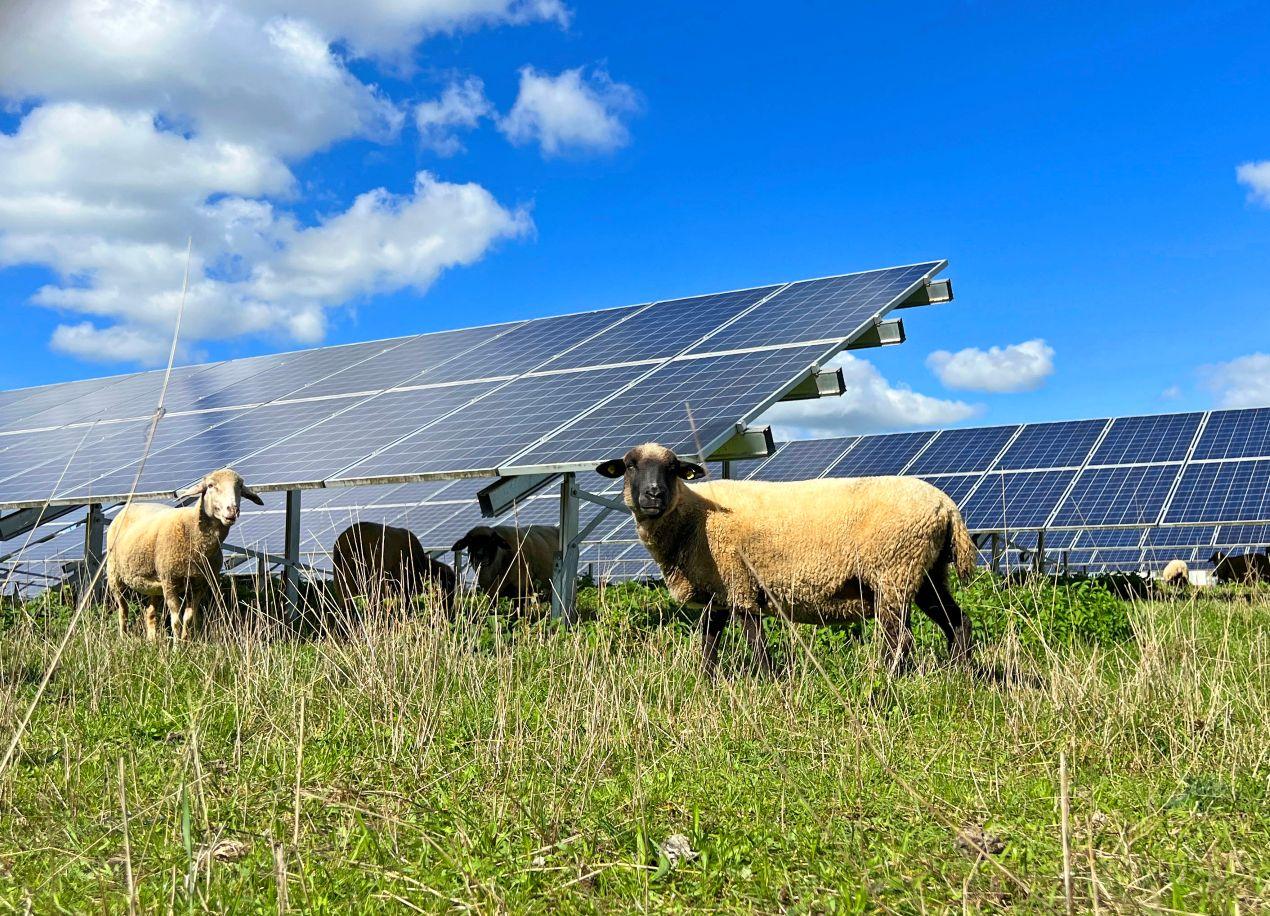 Schafe grasen unter einer Agri-Photovoltaikanlage in Krefeld, nachhaltige Energieerzeugung auf landwirtschaftlicher Fläche